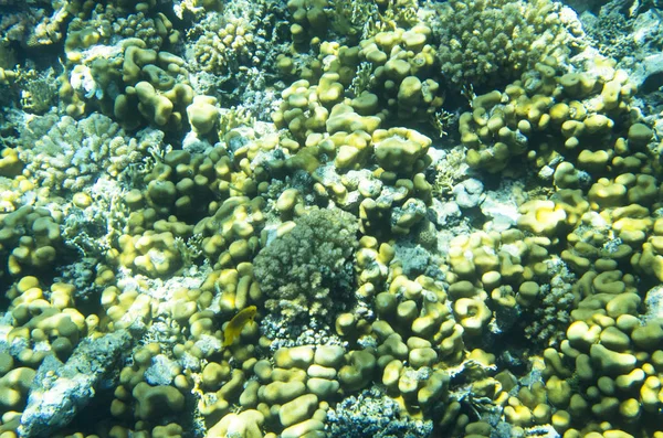 Background of corals in water, textures