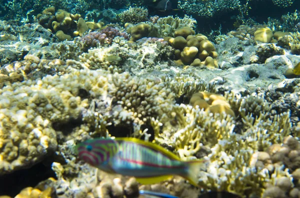 Korallen Auf Dem Meeresboden — Stockfoto