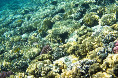 Deniz dibinin üzerinde parlak mercan halı