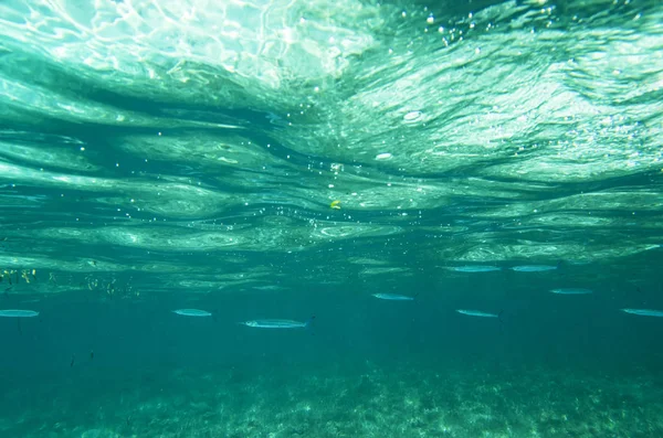 Poissons Sargan Dans Colonne Eau Sous Eau — Photo