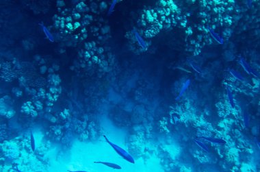 Cant mercan altındaki mavi balık