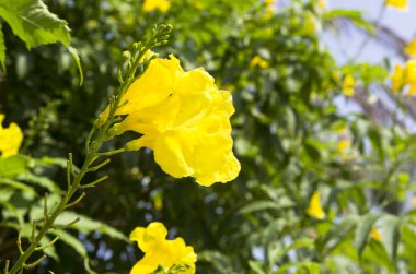 Altın çan şeklinde çiçekler. Tekoma stans