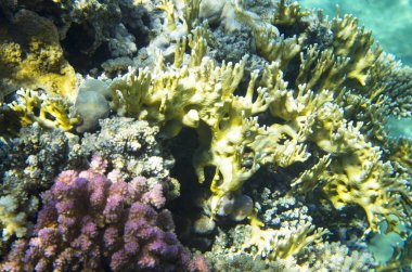 Red Sea'deki/daki çok renkli mercan
