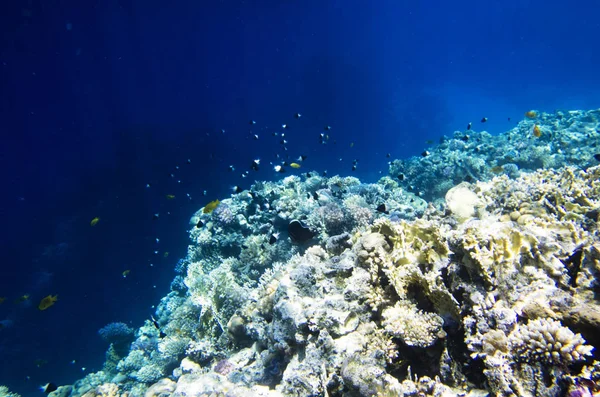 Mercan derinliği kenarında