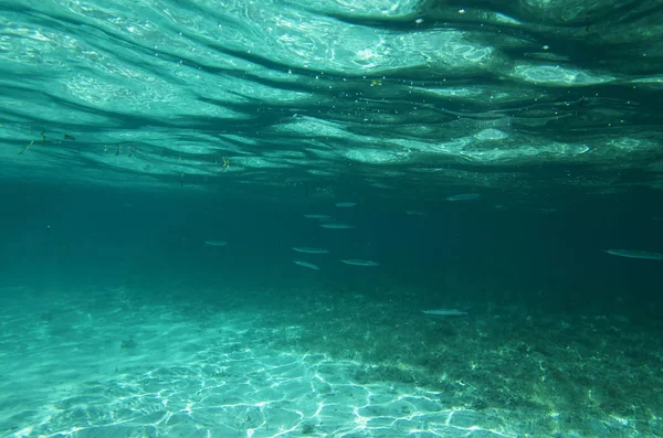 水の下から水の列にうお座ヘリング — ストック写真