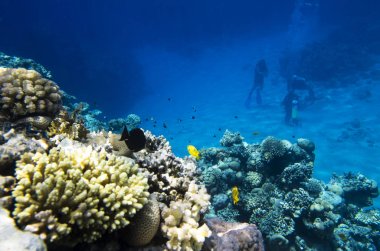 Dalgıçlar alt mercan yakınındaki bir grup 