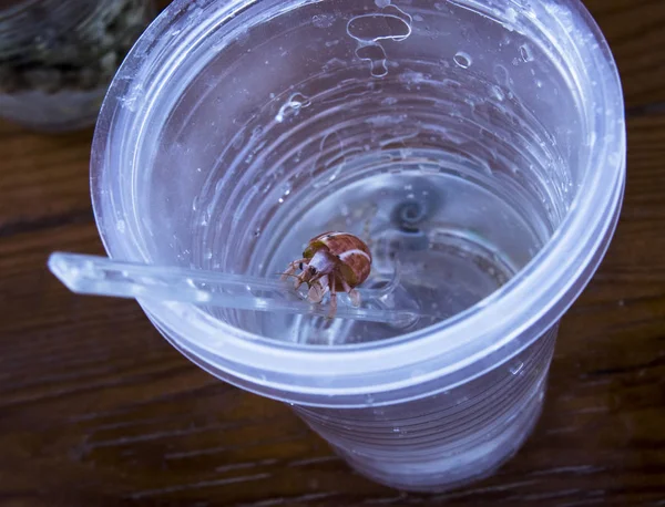 Heremietkreeften Komt Uit Een Plastic Beker — Stockfoto