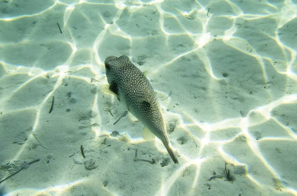 Puffer Pesce Fondo Sabbioso — Foto Stock