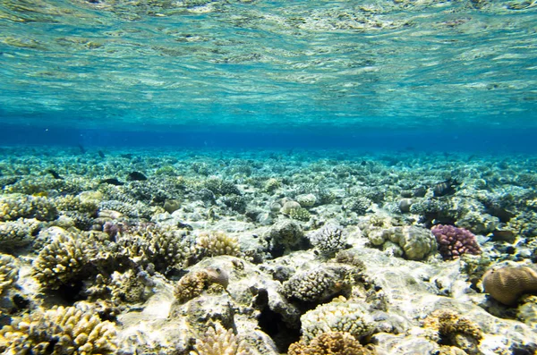 魚とサンゴ礁の風景 ロイヤリティフリーのストック画像