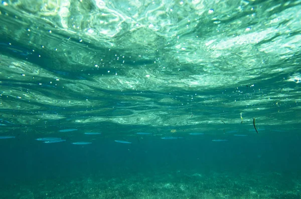 小魚の群れで海の水の背景 ストック写真