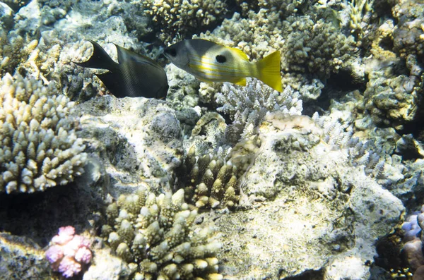 Helle Fische Der Nähe Der Korallen Lutianidae Chaetodon Austriacus Schwefeltrester — Stockfoto