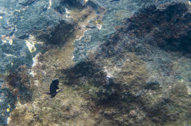 Su altı kayalığının arka planında deniz balığı