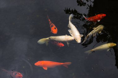 Suda parlak sazan balığı