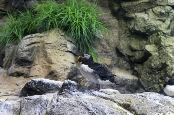 Pájaro Del Extremo Fratercula Sienta Una Roca —  Fotos de Stock