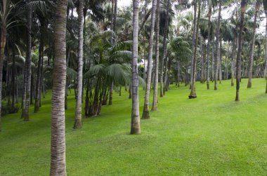 Palmiye bahçesindeki yeşil çimenlik