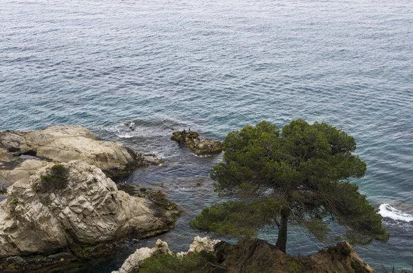 Uma Árvore Costa Rochosa Mar Mediterrâneo — Fotografia de Stock