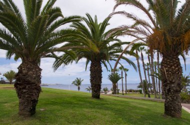 Deniz kıyısındaki yeşil çimenlikteki palmiye ağaçları