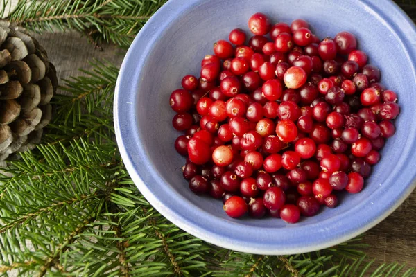 Mirtillo rosso fresco o cowberry in ciotola blu con ramo verde di pino — Foto Stock