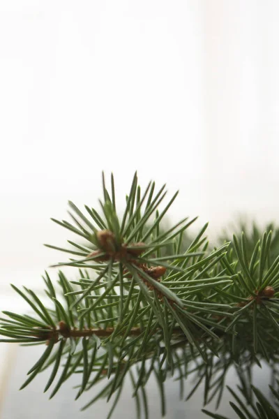 Beautiful Pine Tree, green branch on bokeh background, conceptual holiday card, vertical image. Stock Photo