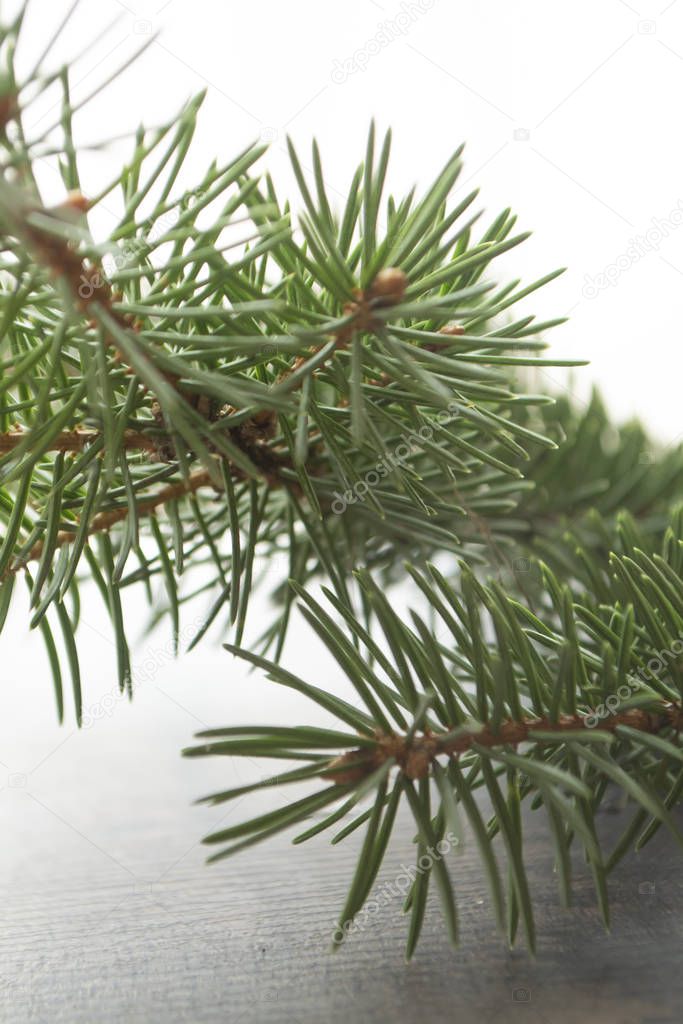 Close up green branch of pine tree in the middle, holiday background card bokeh and blur, soft focus.