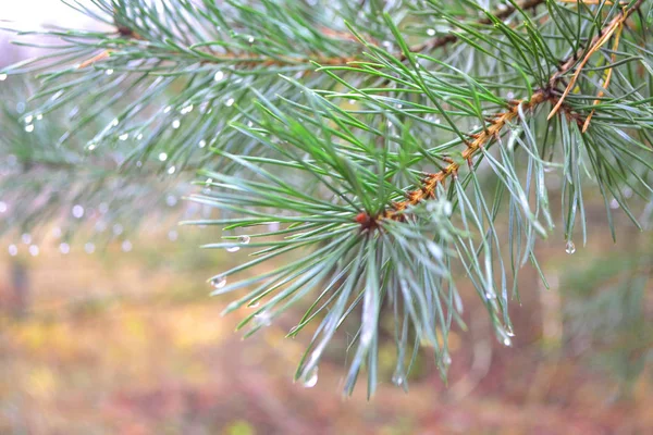 雨滴と松の木の緑の枝、背景がぼやけた概念的な美しい松の木. — ストック写真
