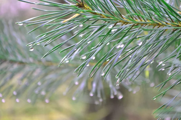 Närbild grön gren tall med regn droppar, i mitten, bakgrund bokeh och oskärpa, kopiera utrymme — Stockfoto