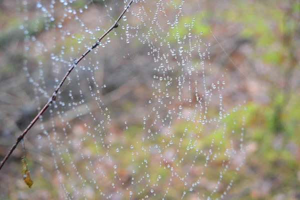 Teia de aranha com gotas de água após a chuva — Fotografia de Stock