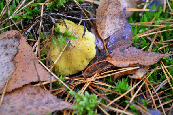 Гриб Гринбус в листве дикого леса, органическая ферма, агарический гриб, гриб Гринфинча — стоковое фото