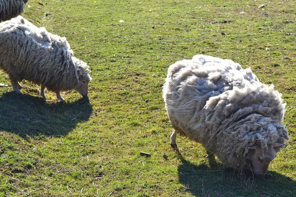Zwei Weiße Schafe Auf Gras Auf Einem Russischen Bauernhof Frühling — Stockfoto
