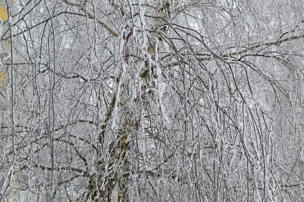 Paisagem no inverno com bétulas nevadas . — Fotografia de Stock