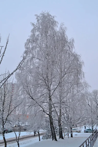 Winter in the city: birch branches covered with snow-white hoarfrost, Belarus — Stock Photo, Image