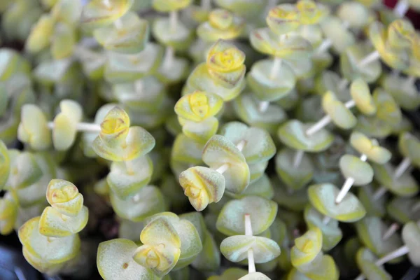 Feuilles de la plante succulente Senecio rowleyanus, gros plan texture fond — Photo