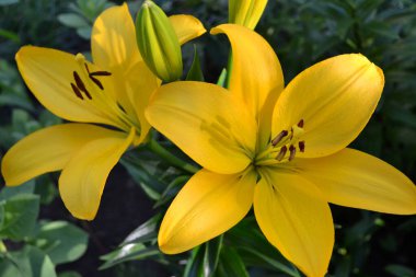 Asyalı melez zambak parlak sarı çiçek. Açık sarı Gironde Zambağı veya limon sarısı Lilium Tereyağı Perisi, altı gösterişli taç yapraklı muhteşem çiçek ve altı koyu mantar..