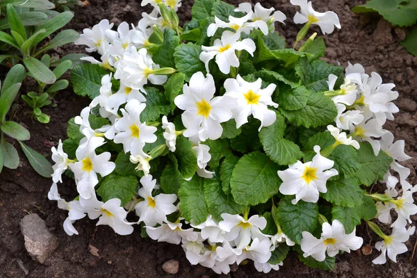 Primula ή λευκό πρίμουλο, ανθίζει νωρίς την άνοιξη. Πριμούλα Βουλγκάρις. Λευκός κήπος primula την άνοιξη — Φωτογραφία Αρχείου