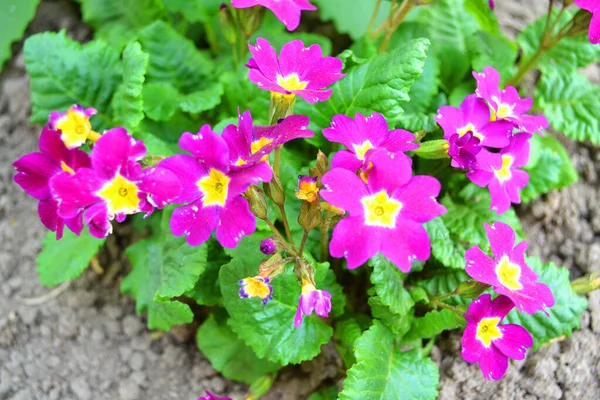 Rosa Primel oder Primel vulgaris, Blüten im Garten — Stockfoto