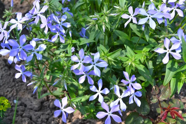 정원에 있는 일 년에 한 번씩 열리는 백단 꽃, 푸른 빛을 띤 하얀 꽃 — 스톡 사진