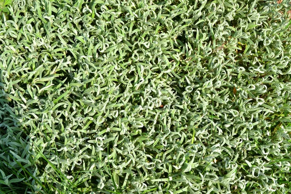 Yeşil gri veya gümüş çayır çimen desenli arka plan. Yeşil çimen deseni ve doku arkaplanı. — Stok fotoğraf