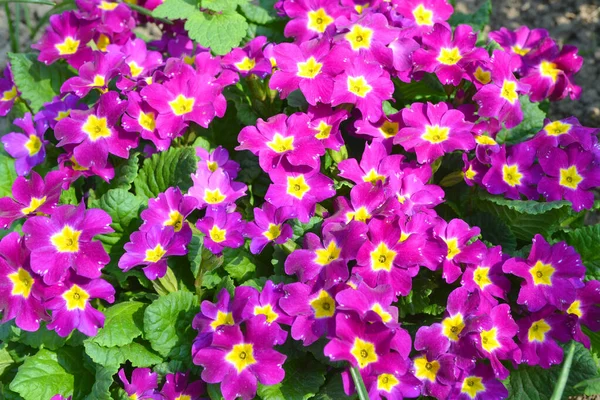 Bund Nachtkerze Pflanze Primula vulgaris lila erste Frühlingsblume Nahaufnahme Hintergrund. bunte rosa Primeln Blüten, Primeln polyanthus — Stockfoto