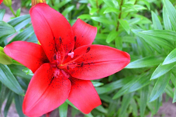 Lírio vermelho escuro bonito, lírio estrelado vermelho, lírio vermelho florescendo no jardim — Fotografia de Stock