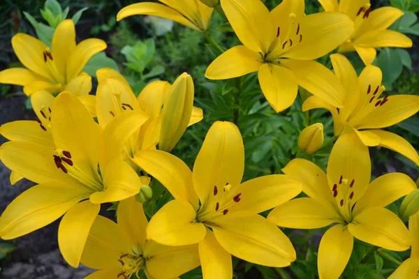 Textura lírio híbrida asiática. Amarelo claro Gironde Lily ou amarelo limão Lilium Butter Pixie, linda flor com seis pétalas vistosas e seis anteras de estames escuros . — Fotografia de Stock