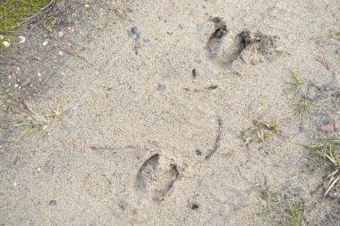 Kumda kızıl geyik izleri var. Beyaz Rusya 'da vahşi bir hayvan.
