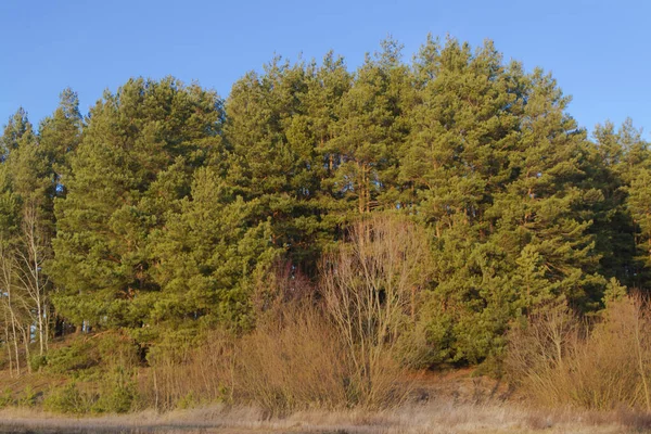 Bosque de pinos bajo el cielo azul profundo en el soleado día de invierno — Foto de Stock