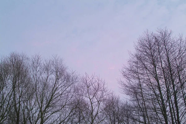 Bare träd grenar sig mot den violetta himlen. Vinter bakgrund — Stockfoto