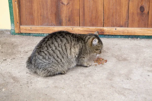 Faim chat sans abri manger de la nourriture sèche en plein air . — Photo
