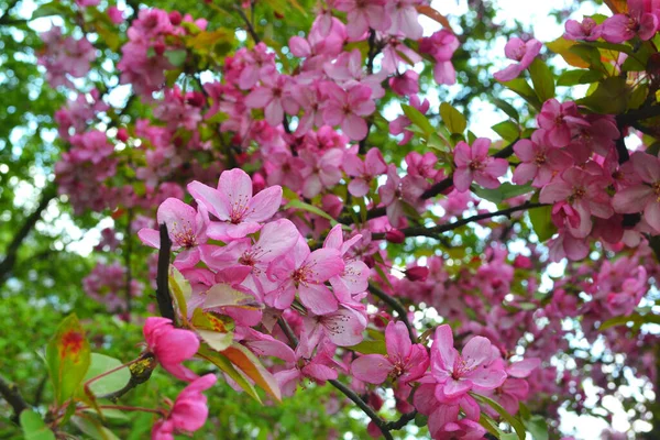 Beautiful pink sakura flowers, floral bright background — Stock Photo, Image