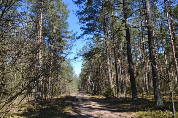 Conceito de floresta de pinheiro de wanderlust com estrada, estação de primavera na Bielorrússia . — Fotografia de Stock