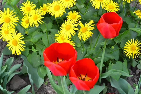 Gelbe Blüten von Leopardenblume oder Doronicum orientale und rote Tulpen im Garten. Überblick über eine Gruppe blühender Pflanzen — Stockfoto