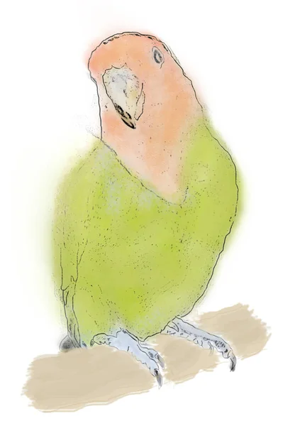 Sketch Green Lovebird Parrot Isolated White Background — 스톡 벡터