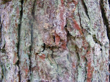 Ormandaki bir çam ağacının kabuğuna yakın.