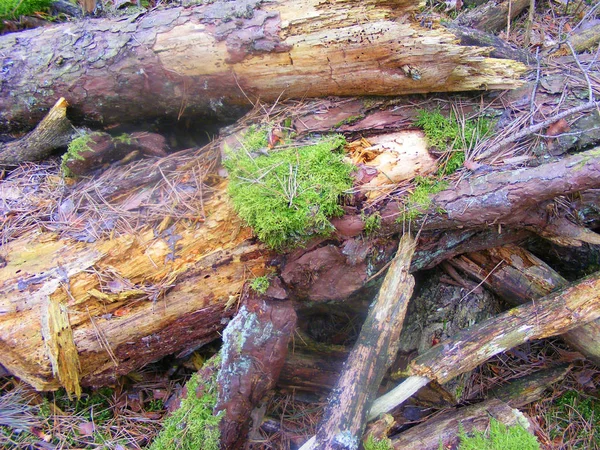 Forêt Pins Envahi Tas Billes Bois Dans Une Forêt — Photo
